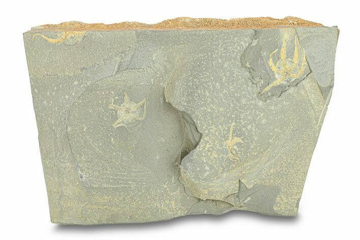 Three Ordovician Brittle Stars (Ophiura) - Morocco #290634